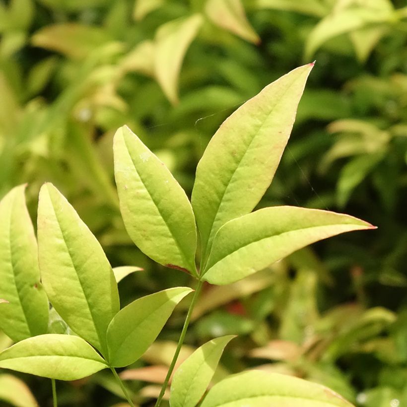 Bambou sacré - Nandina domestica Moon Bay (Foliage)