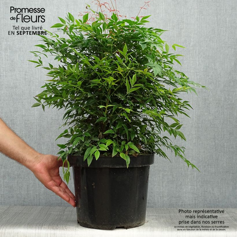 Example of Bambou sacré - Nandina domestica Sienna Sunrise Pot de 7,5L/10L as you get in automne