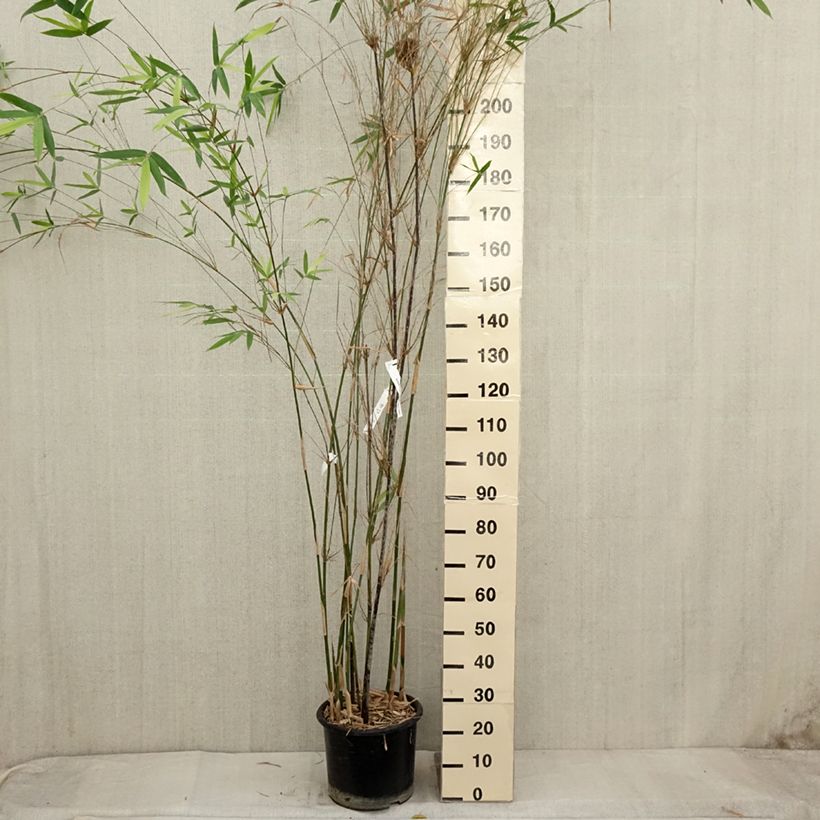 Example of Bambusa glaucescens Multiplex - Bambou moyen Pot de 12L/15L as you get in automne