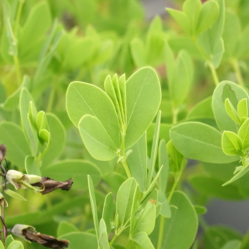 Baptisia australis minor Dark Blue - Lupin indigo (Foliage)