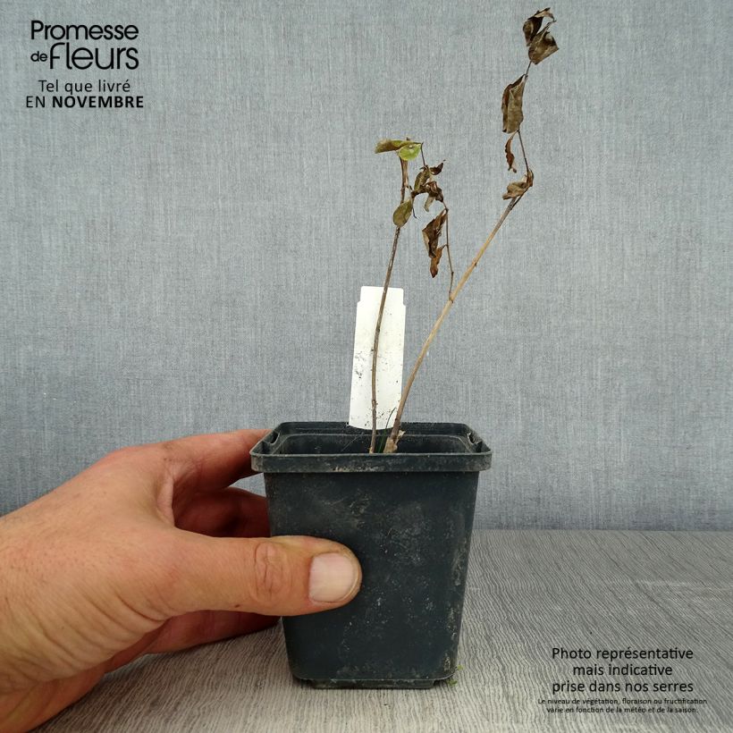 Example of Baptisia Decadence Dark Chocolate - Lupin indigo Godet de 8/9 cm as you get in automne
