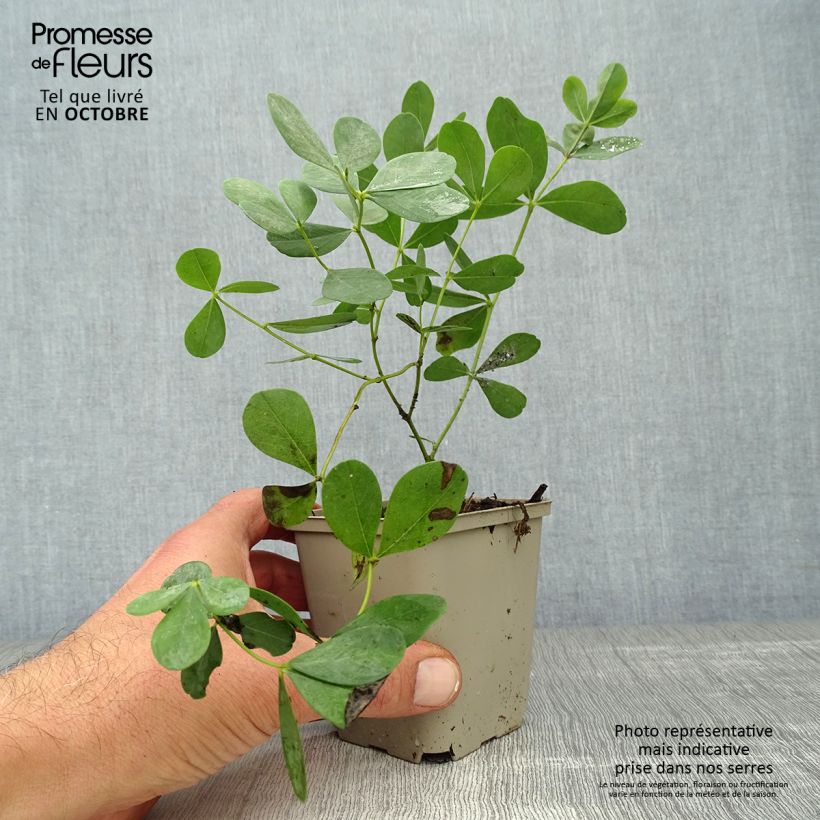 Example of Baptisia Dutch Chocolate - Lupin indigo pourpre brunâtre Godet de 8/9 cm as you get in automne
