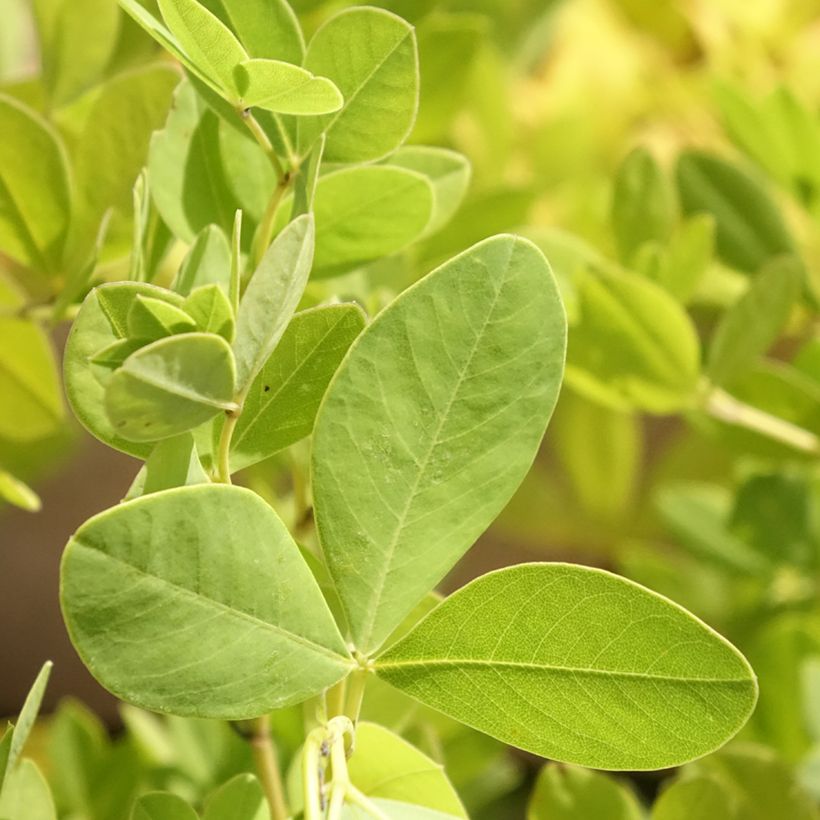 Baptisia pendula alba - Faux indigo blanc (Foliage)