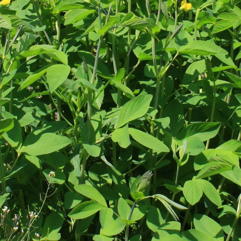 Baptisia sphaerocarpa (= viridis) - Faux indigo jaune. (Flowering)