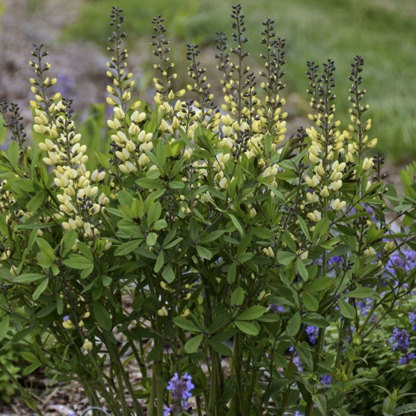 Baptisia Vanilla Cream - Lupin indigo (Plant habit)