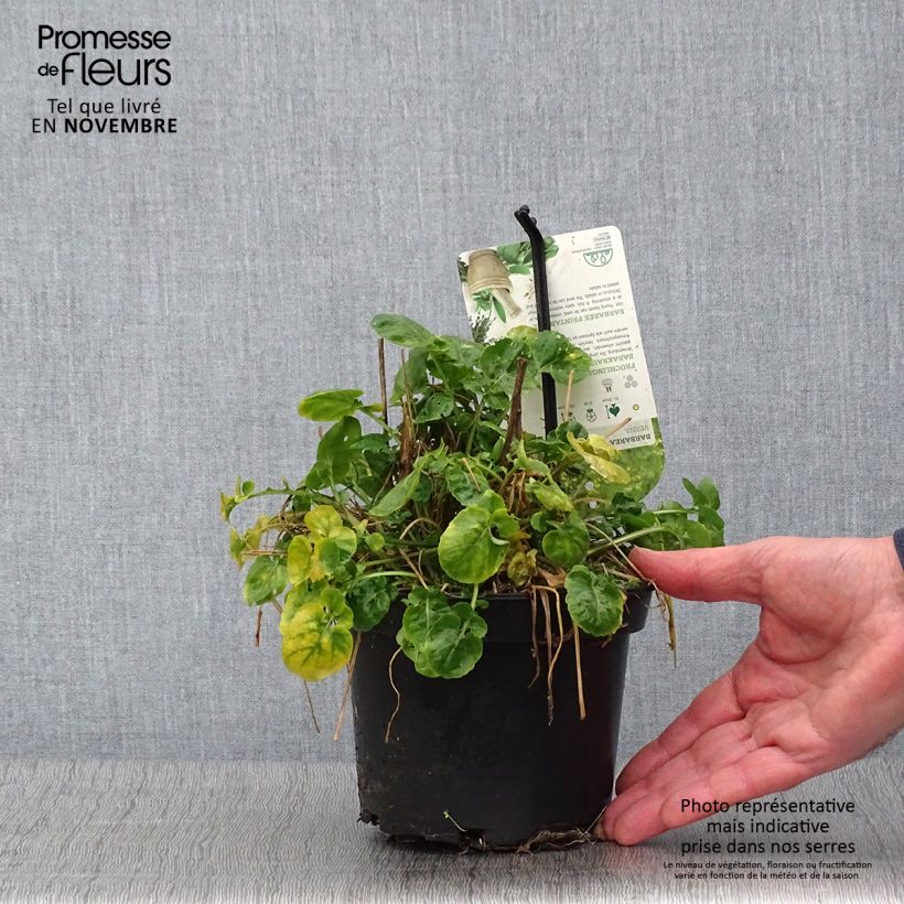 Example of Barbarea verna - Cresson de terre ou de jardin, barbarée printanière Pot de 1,5L/2L as you get in automne