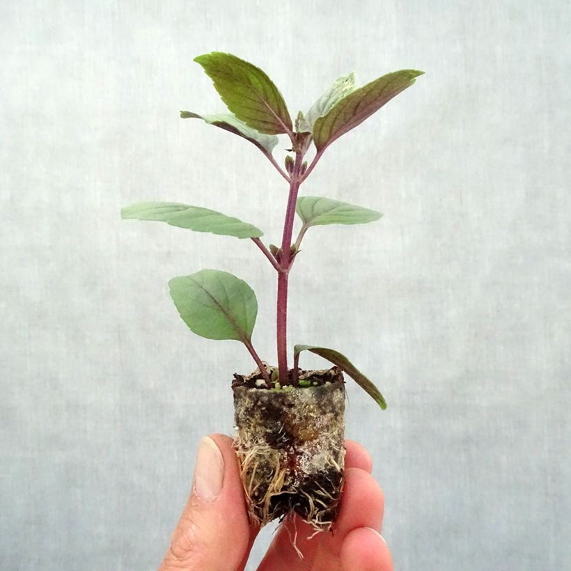 Example of Basilic vivace Magic Mountain BIO Mini-motte Ø 3/4 cm as you get in printemps