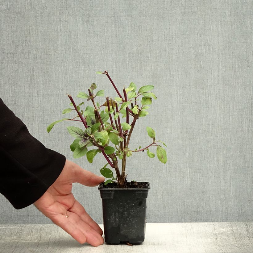 Example of Basilic vivace Magic Mountain en plants  Godet de 7/8 cm as you get in automne
