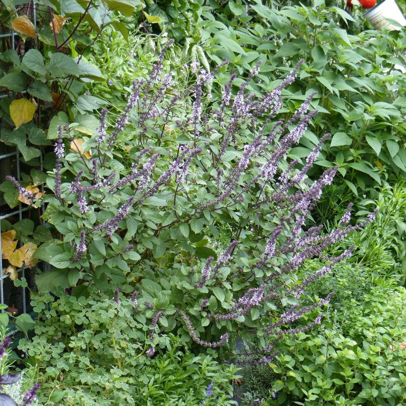 Basilic vivace Magic Mountain en plants  (Plant habit)