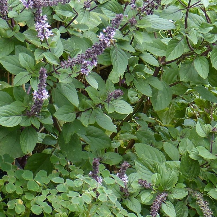 Basilic vivace Magic Mountain en plants  (Foliage)