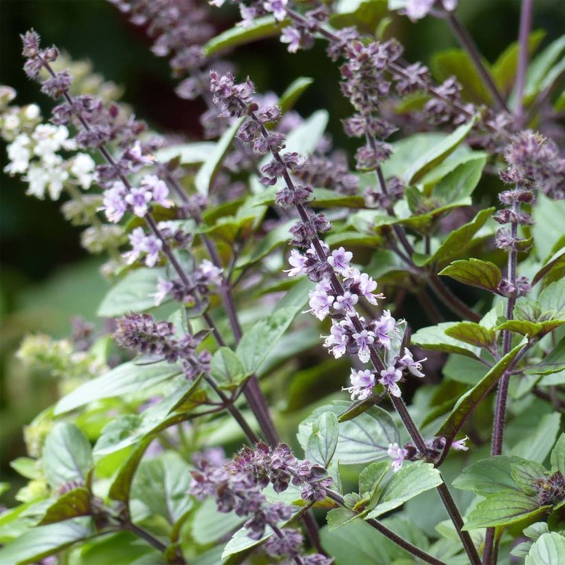 Basilic vivace Magic Mountain en plants  (Flowering)