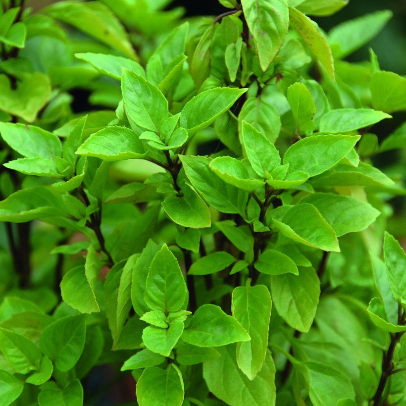 Basilic vivace Russe (Foliage)