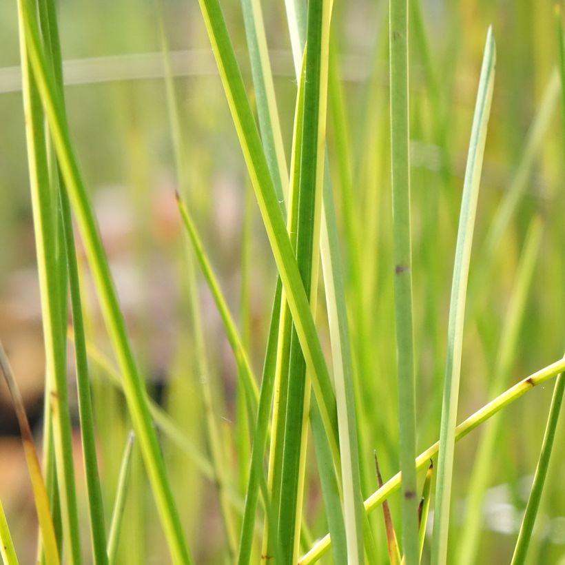 Baumea rubiginosa - Jonc mou (Foliage)