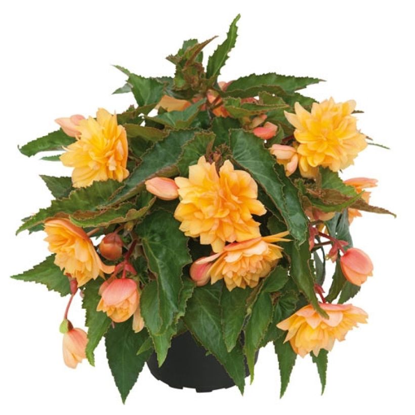 Bégonia retombant Belleconia Mango (Plant habit)
