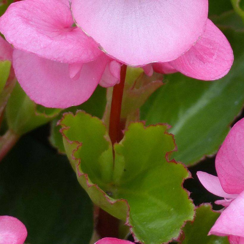 Bégonia Big F1 rose tendre (Foliage)