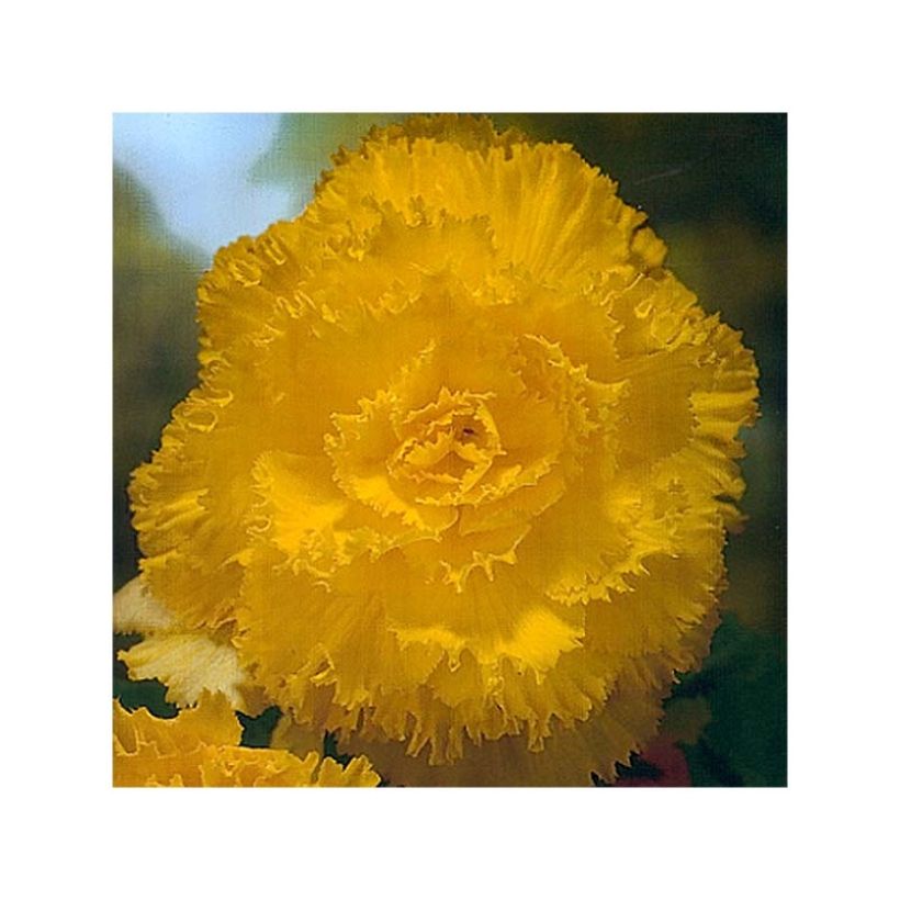 Begonia Fimbriata Jaune (Flowering)