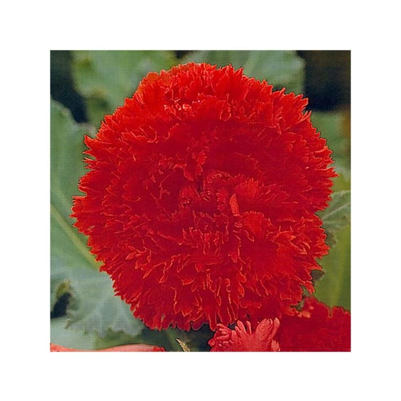 Begonia Fimbriata Orange (Flowering)
