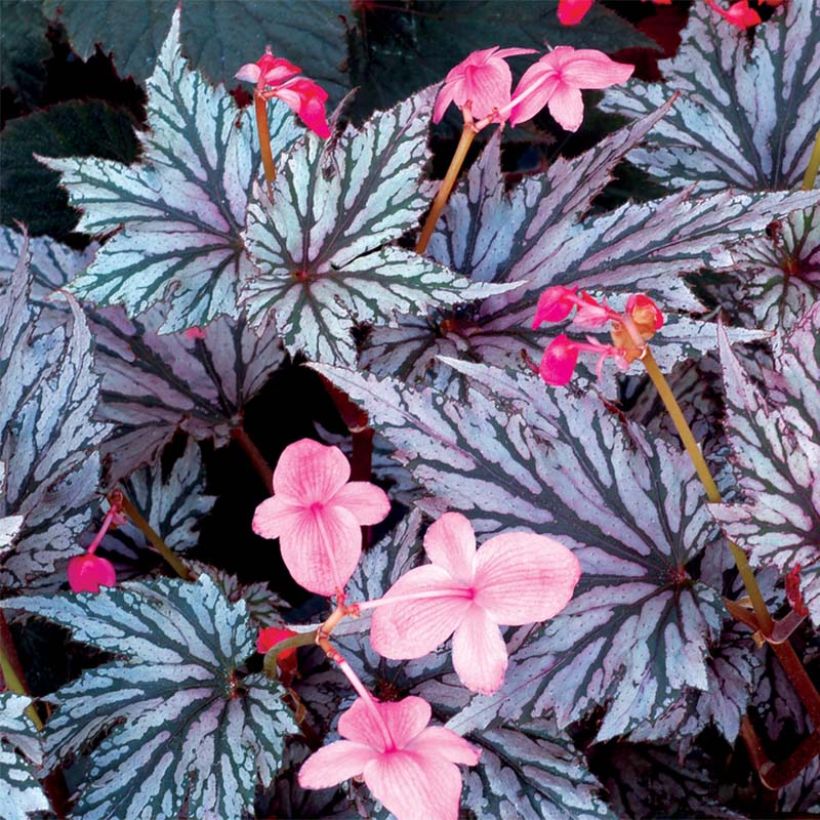 Bégonia Garden Angel Blush (Flowering)