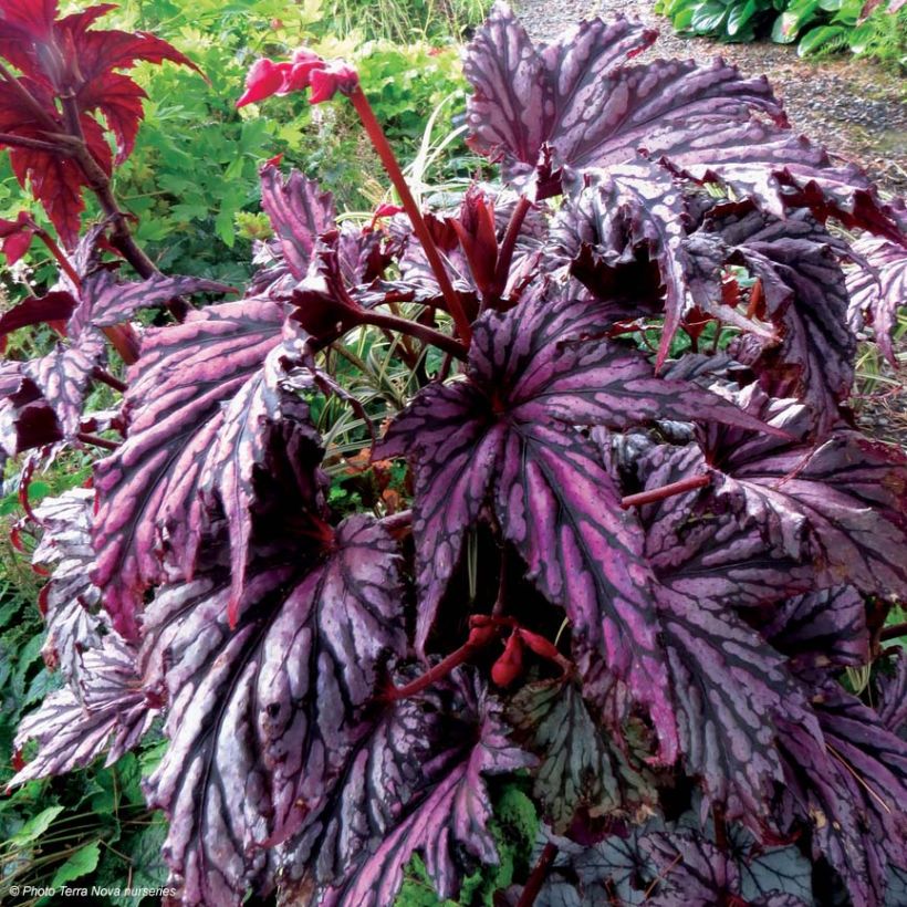 Bégonia Garden Angel Blush (Plant habit)