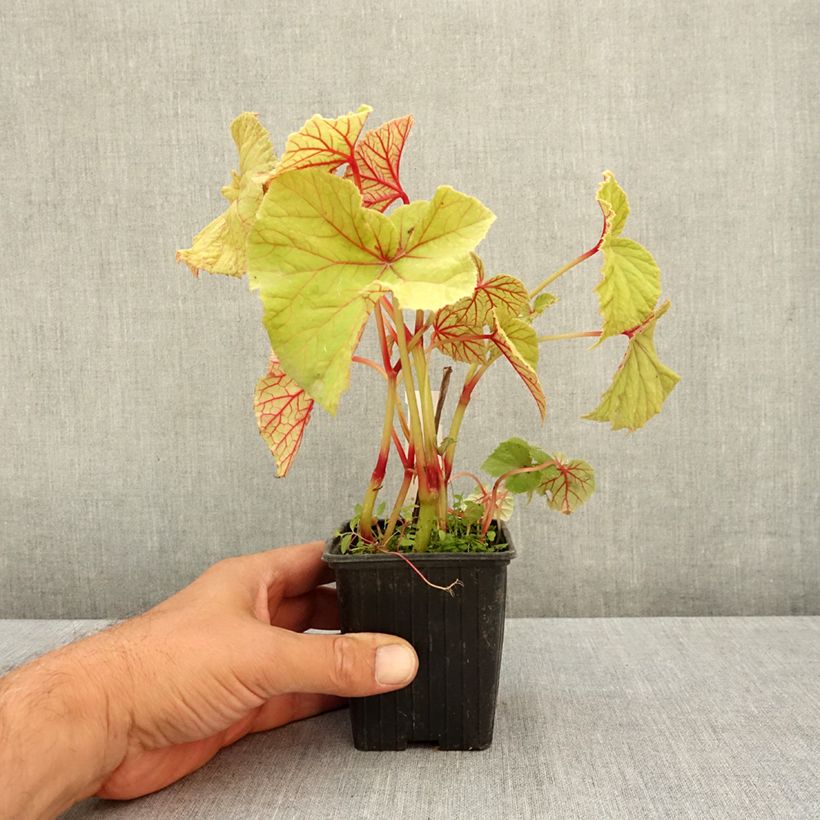 Example of Begonia grandis subsp. evansiana var. alba Godet de 8/9 cm as you get in ete