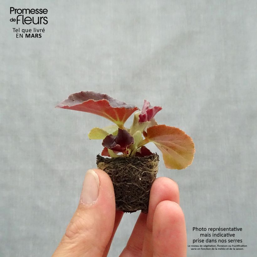 Example of Bégonia Gumdrop Coco Rose Mini-motte Ø 1,5/2,5 cm as you get in printemps