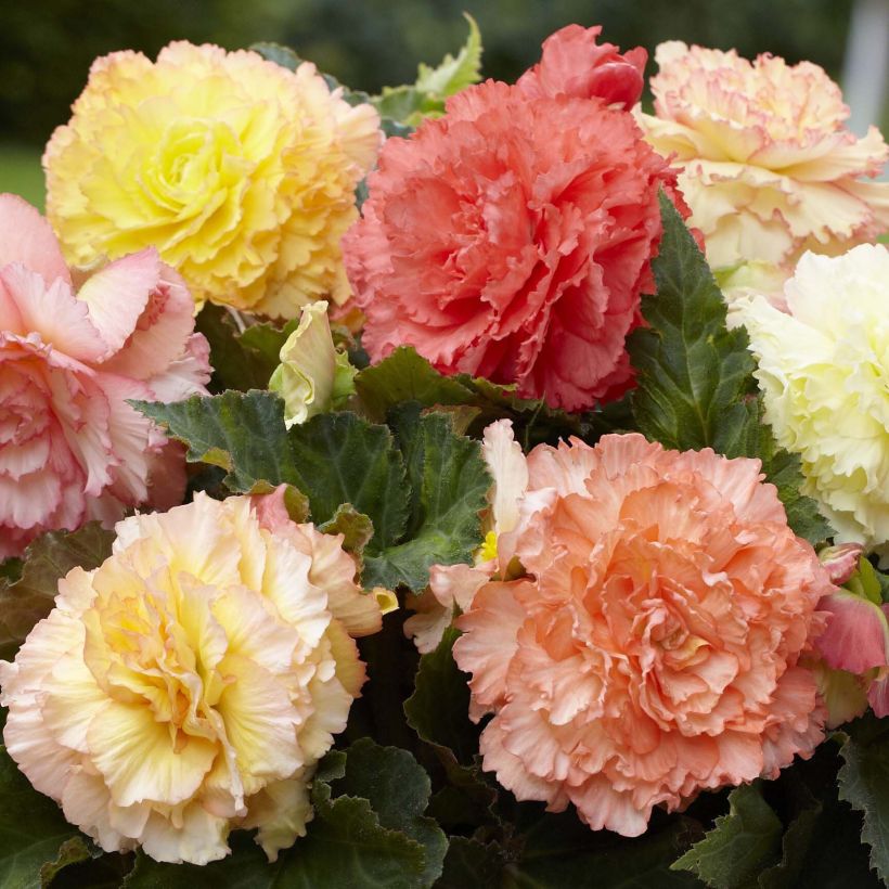 Begonia double pastel en mélange (Flowering)