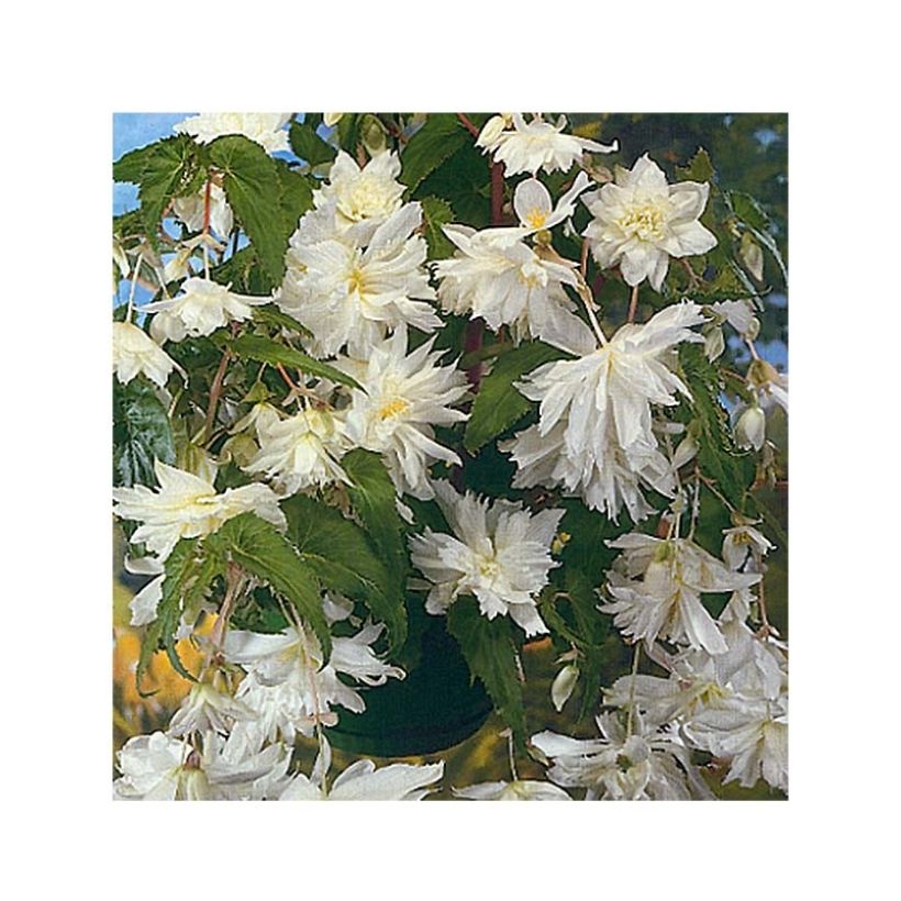 Begonia pendula Blanc - Bégonia retombant (Flowering)