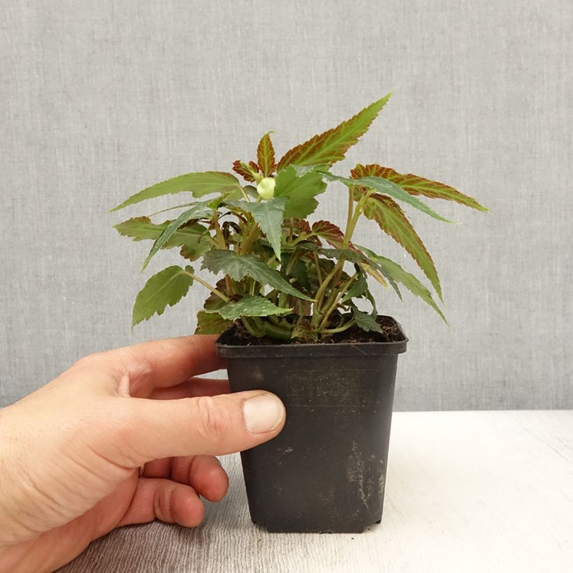 Example of Bégonia retombant Belleconia Citrus  Godet de 8/9 cm as you get in printemps