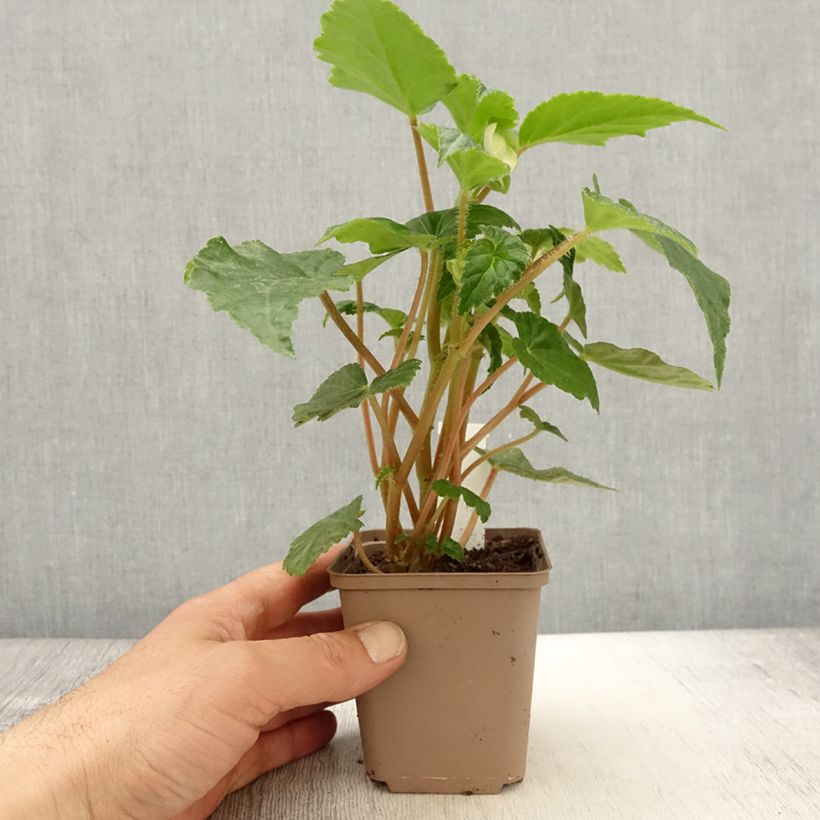 Example of Bégonia retombant Chardonnay Godet de 8/9 cm as you get in printemps