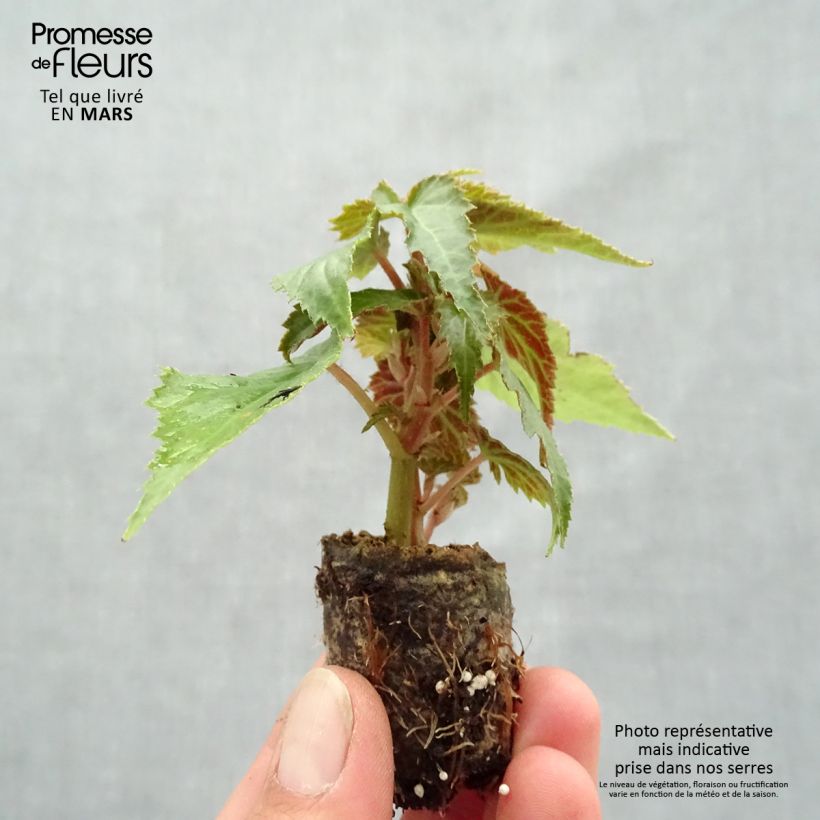 Example of Begonia retombant Summerwings Rose Mini-motte Ø 3/4 cm as you get in printemps
