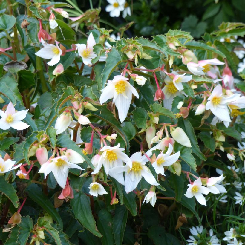Begonia retombant Summerwings White Elegance (Flowering)
