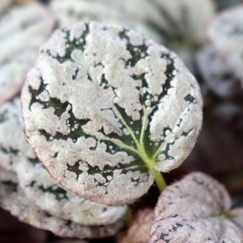 Begonia Rex Chayo (Foliage)
