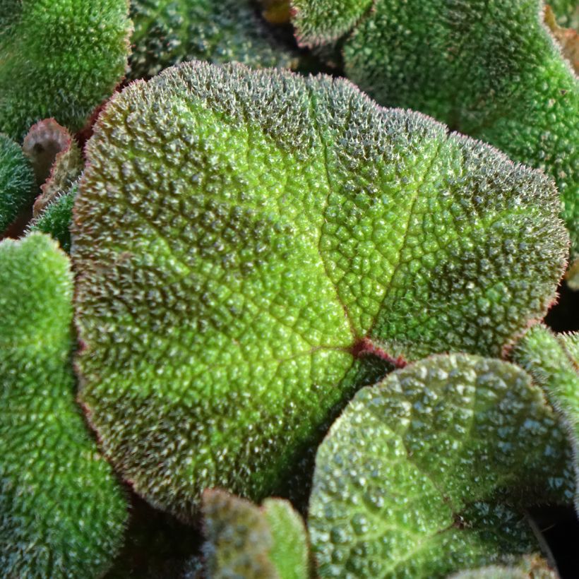 Begonia Rex Soli Mutata (Foliage)