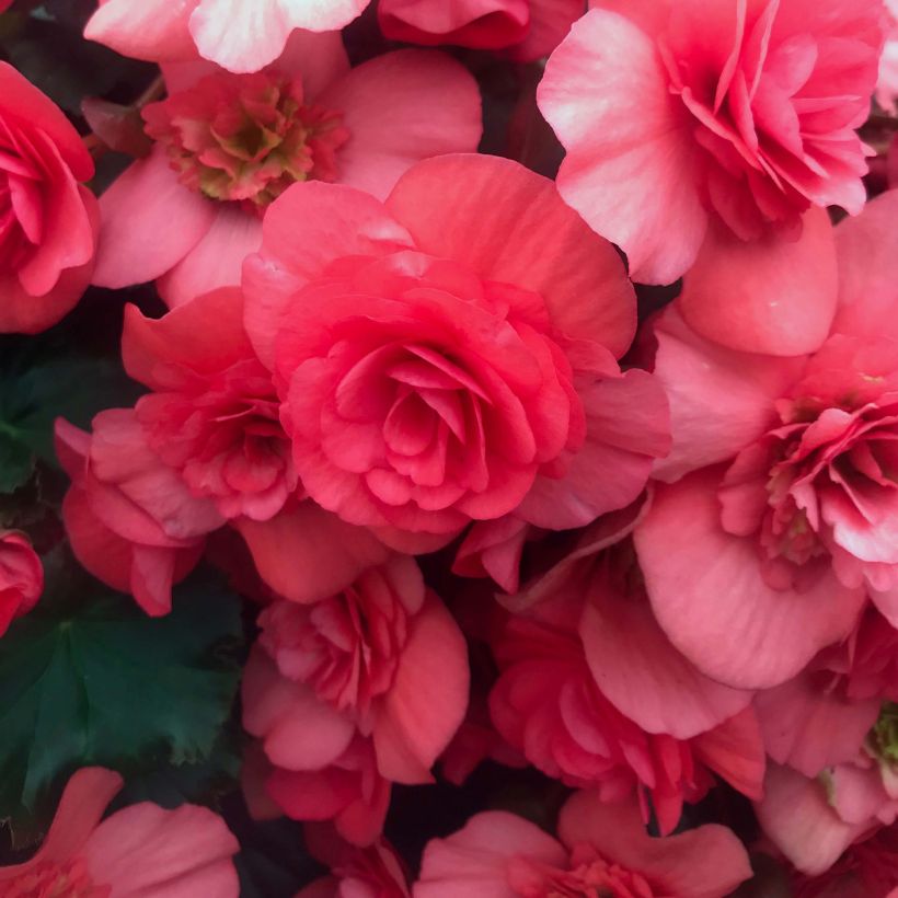 Begonia Sunbrero Dark Pink  (Flowering)