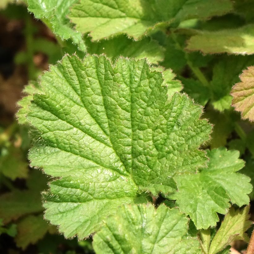 Benoîte Dolly North (Foliage)
