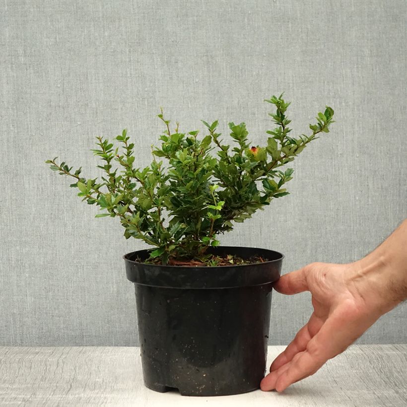 Example of Berberis darwinii - Epine-vinette de Darwin Pot de 2L/3L as you get in ete