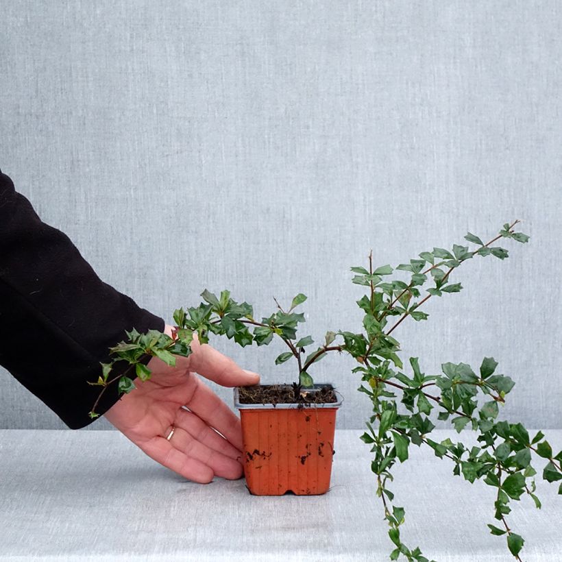 Example of Berberis darwinii - Epine-vinette de Darwin Godet de 8/9 cm as you get in hiver