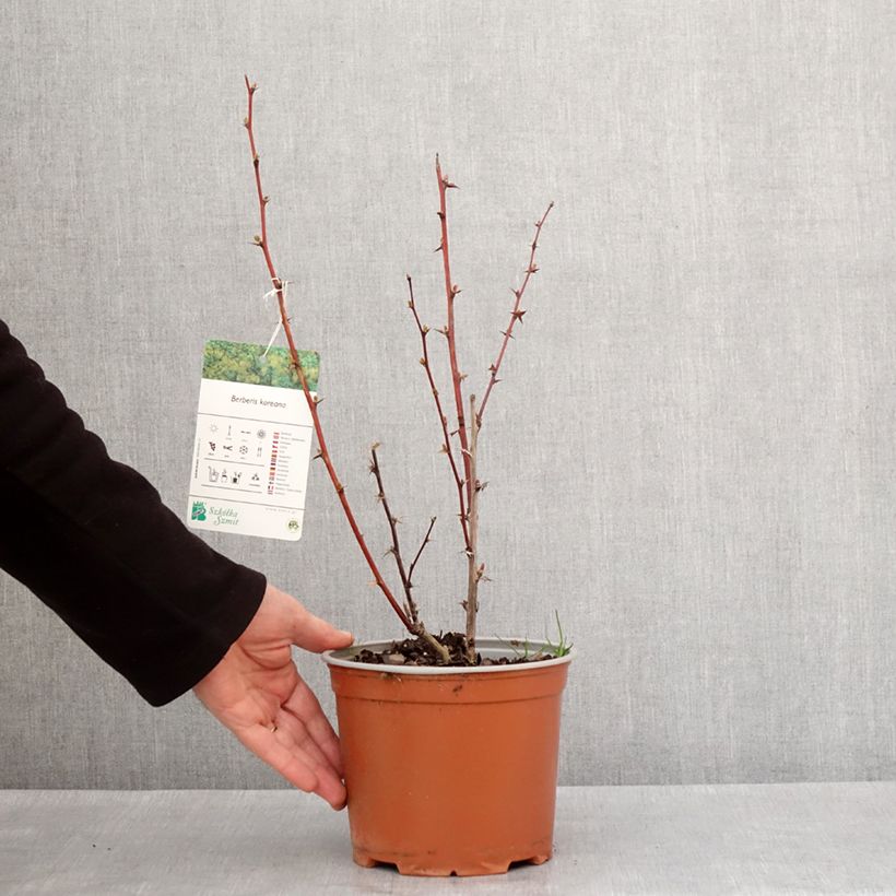 Example of Berberis koreana - Epine-vinette de Corée Pot de 3L/4L as you get in hiver