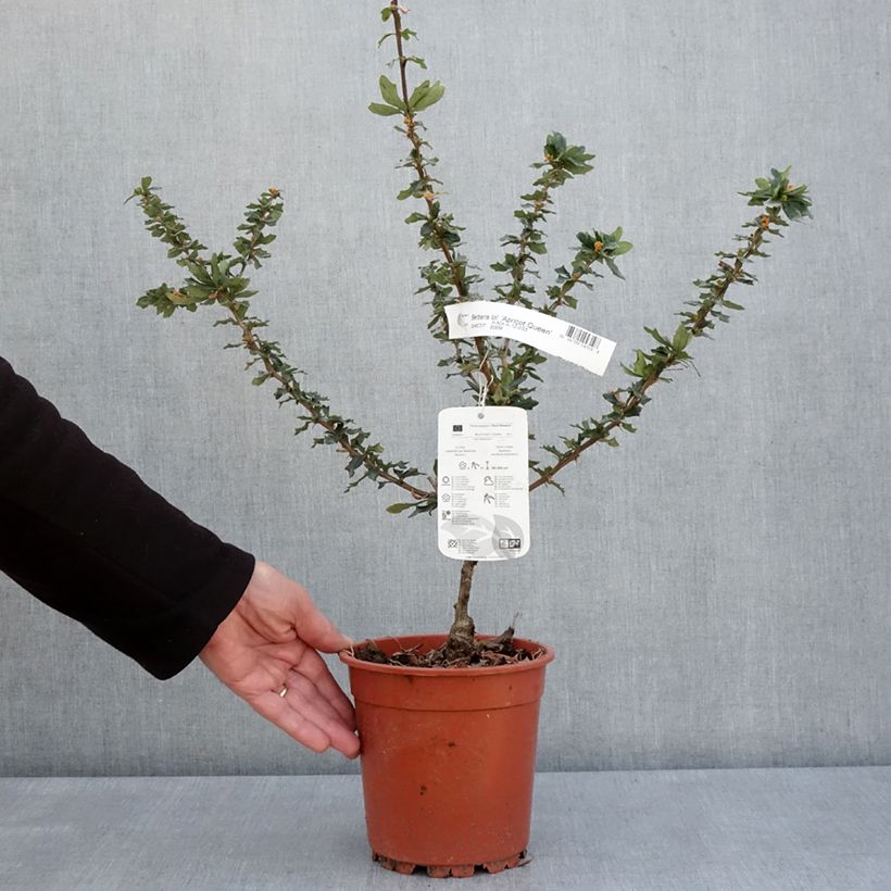 Example of Berberis lologensis Apricot Queen - Epine-vinette. Pot de 2L/3L as you get in printemps