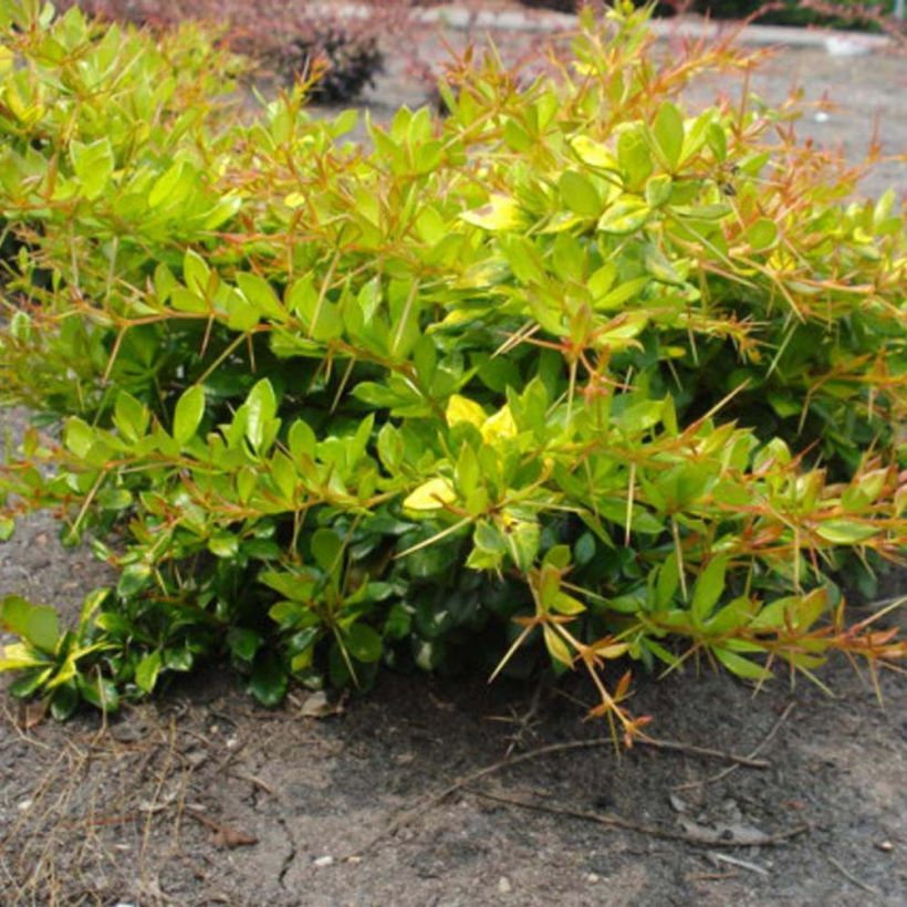 Berberis media Dual Jewel – Epine vinette (Plant habit)