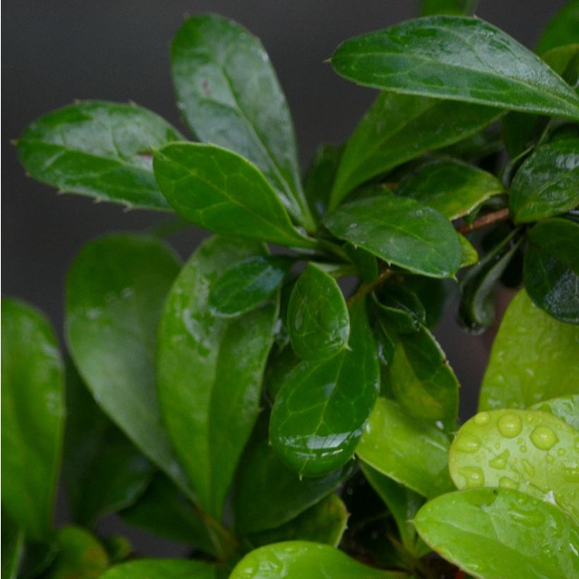 Berberis media Red Jewel - Epine-vinette (Foliage)