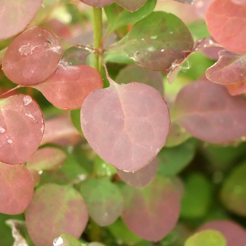 Berberis thunbergii Atropurpurea - Epine-vinette (Foliage)
