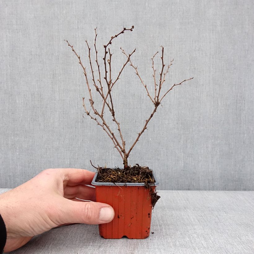 Example of Berberis thunbergii Aurea - Epine-vinette Godet de 8/9 cm as you get in hiver