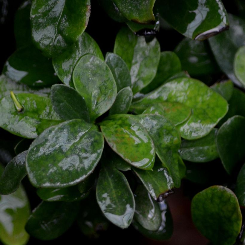 Berberis thunbergii Bagatelle - Epine-vinette (Foliage)