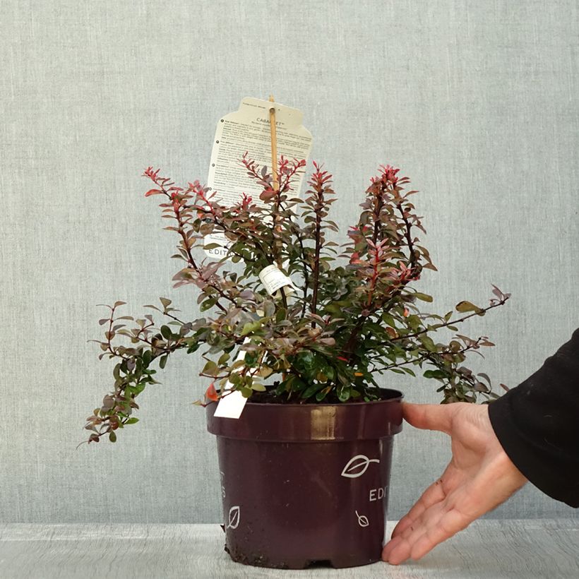 Example of Berberis thunbergii Cabernet - Epine-vinette Pot de 3L/4L as you get in automne