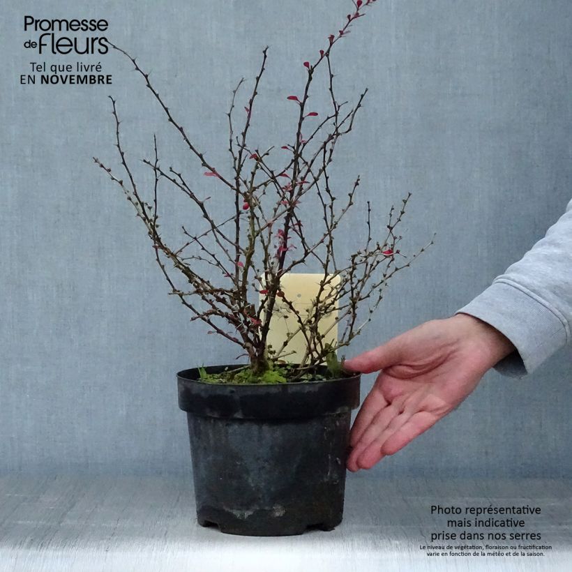 Example of Berberis thunbergii Dart's Red Lady - Épine-vinette Pot de 2L/3L as you get in automne