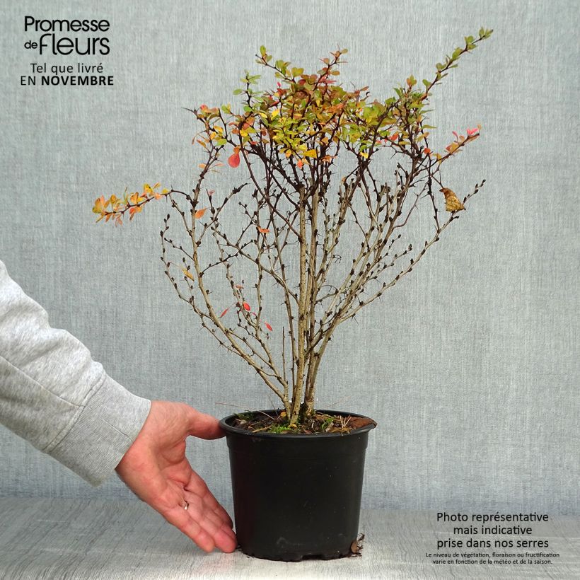 Example of Berberis thunbergii - Epine-vinette de Thunberg  Pot de 2L/3L as you get in automne