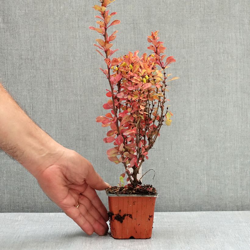Example of Berberis thunbergii Erecta - Epine-vinette Godet de 8/9 cm as you get in ete