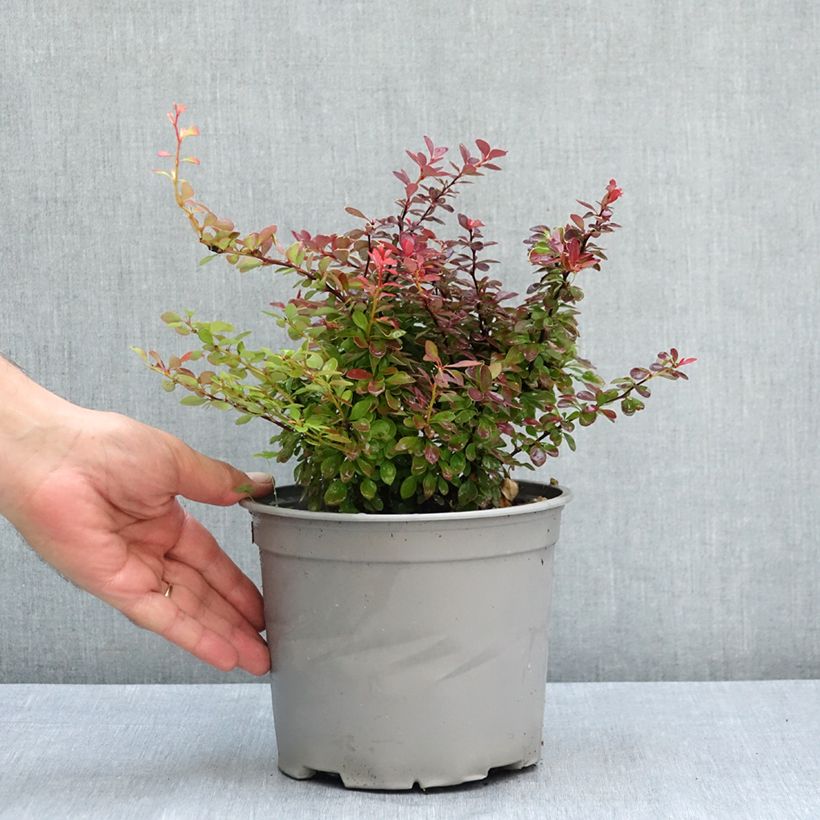 Example of Berberis thunbergii Fireball - Epine-vinette Pot de 2L/3L as you get in ete