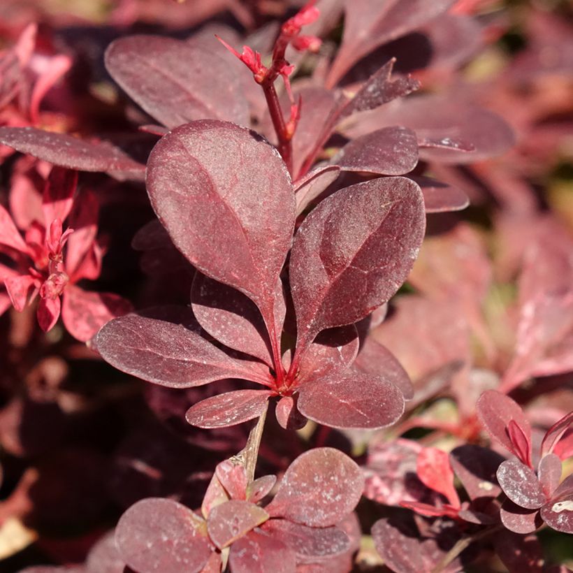 Berberis thunbergii Flamingo - Epine-vinette (Foliage)
